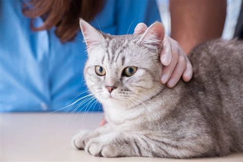 Prazosin for Cats: Its Uses and Benefits